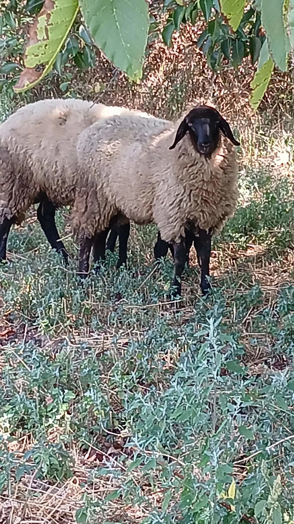 Vând 2 miele și un berbec carabase 