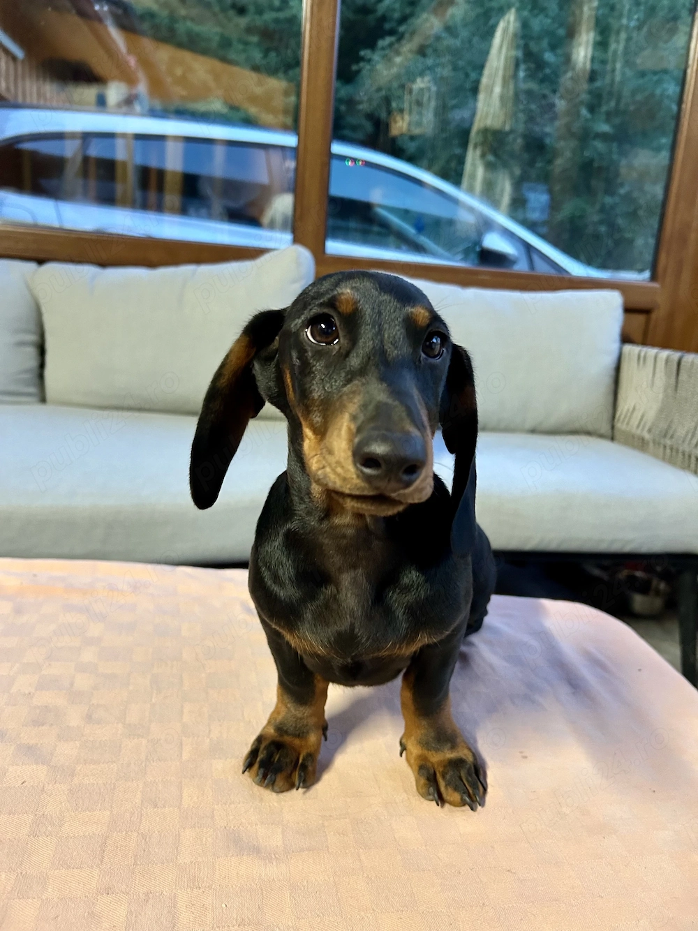 Teckel Dachshund 