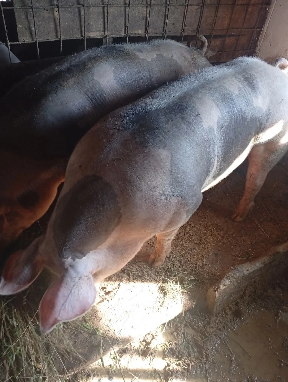 Vand porci mari de taiat!