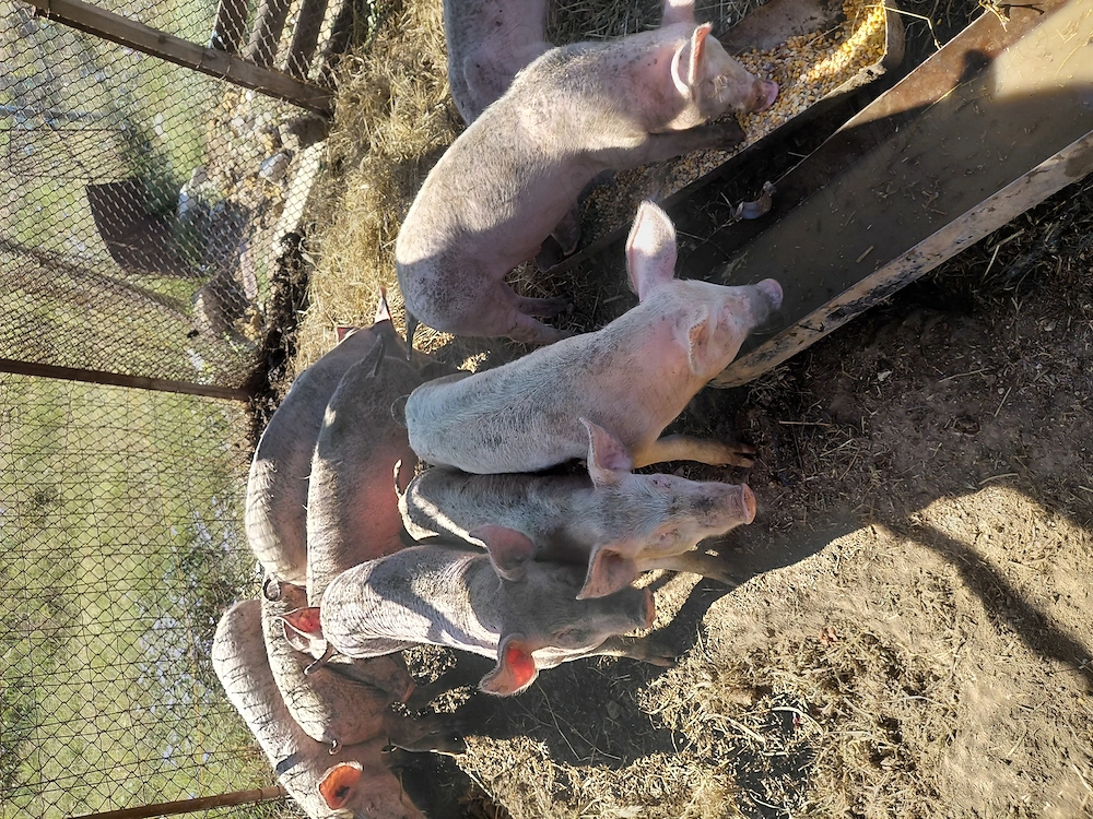 Purcei de vanzare