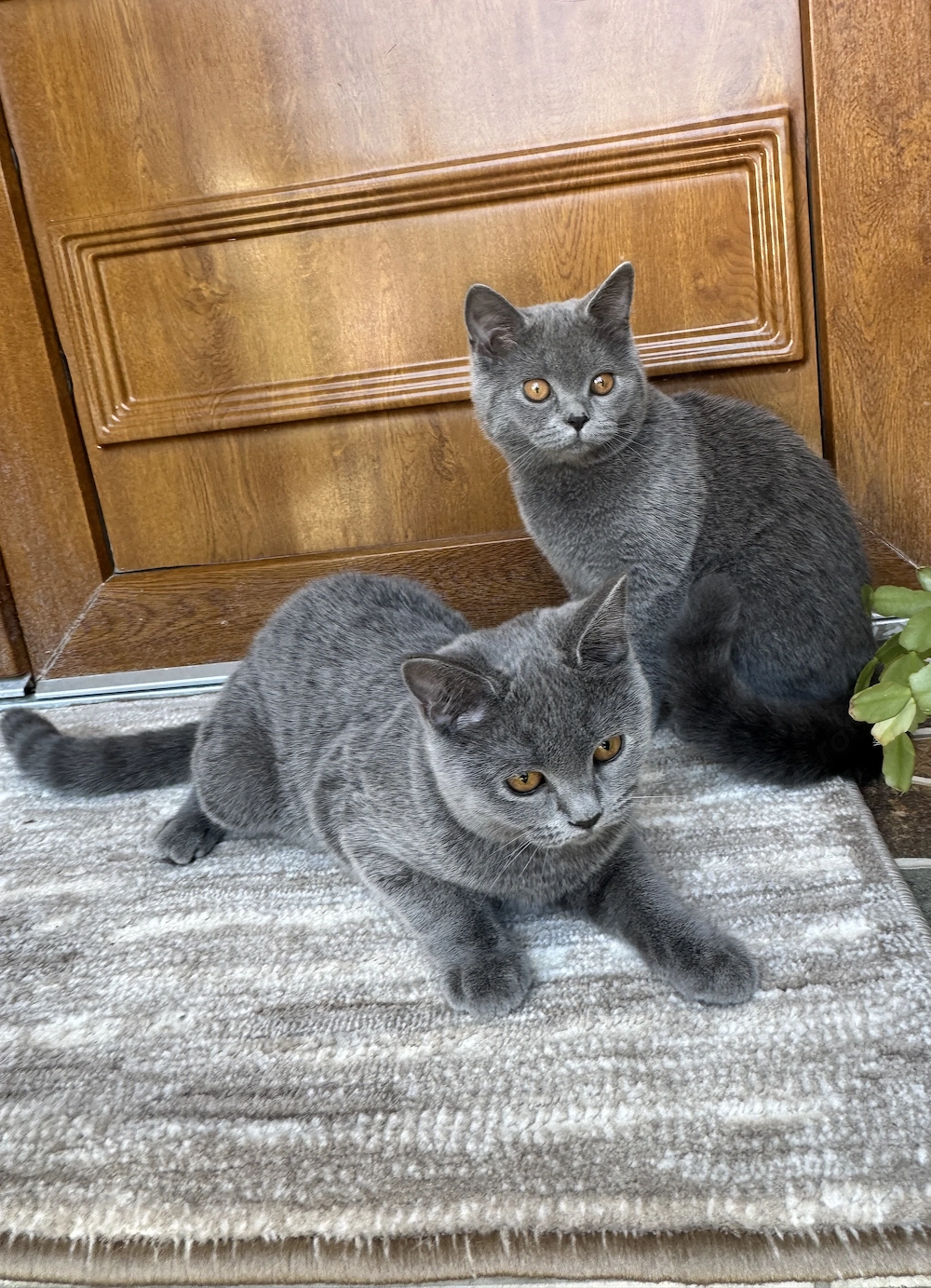 Pisicute British shorthair rasa pura