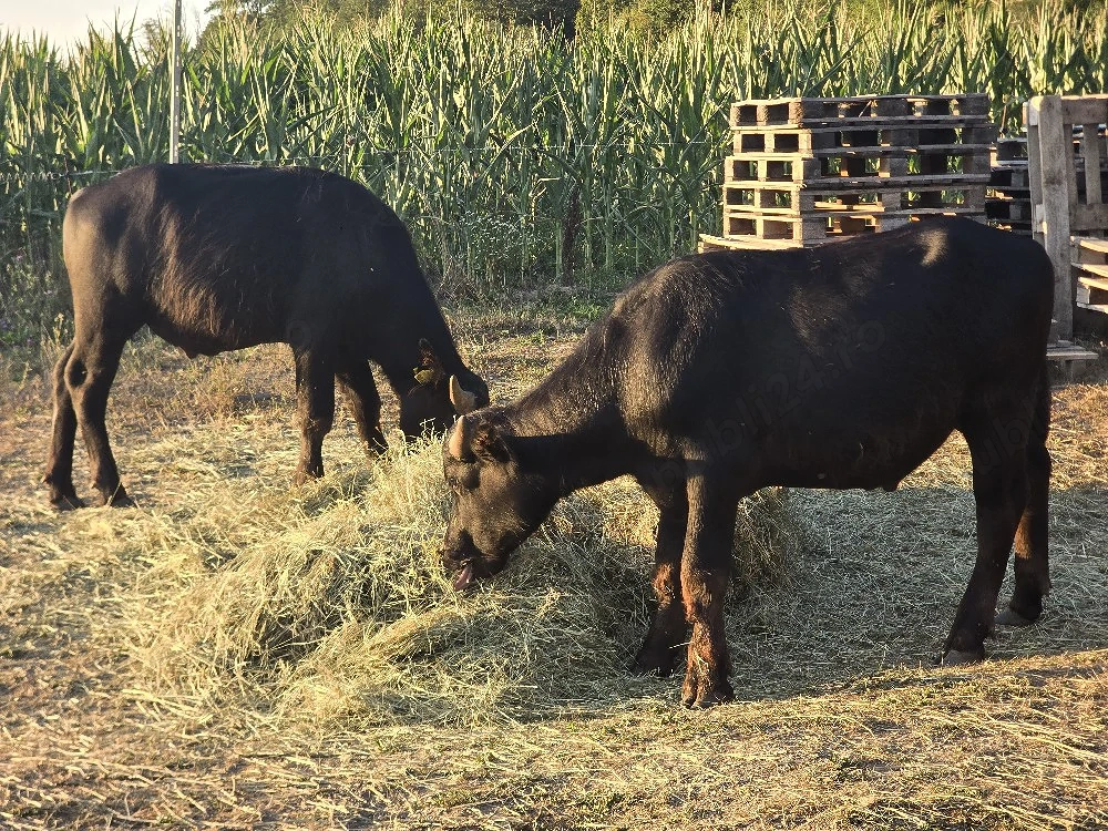      De vânzare   2 tauras de bivol, crescuti natural      
