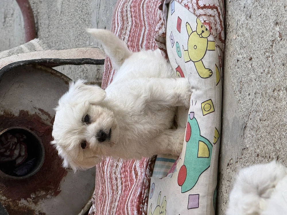 Bichon maltez vand