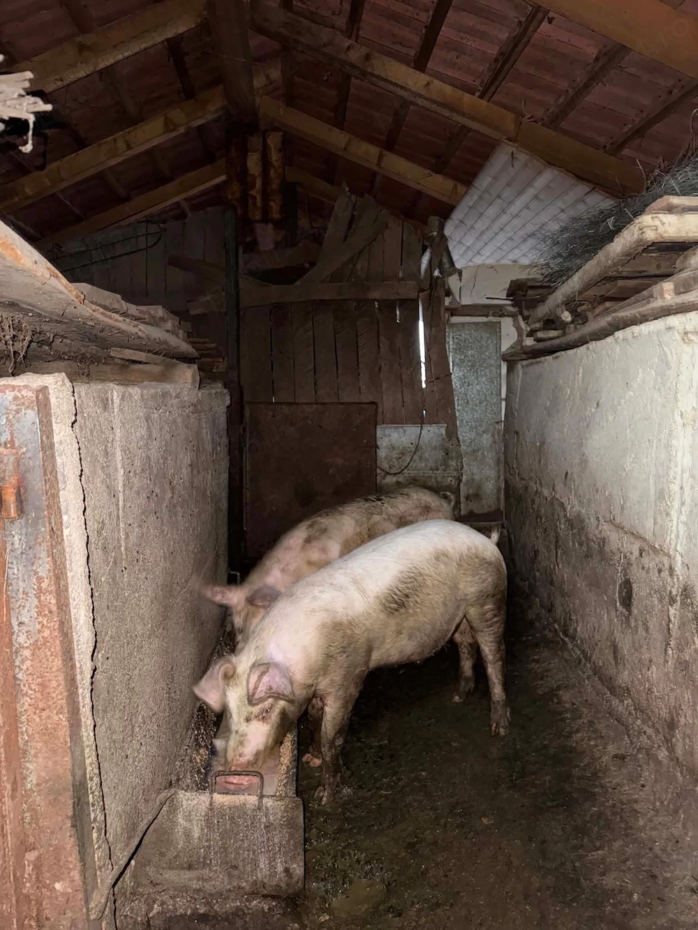 porci mare alb cu landrace