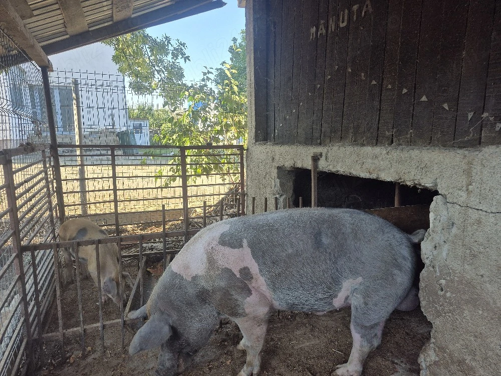 Porc de vanzare