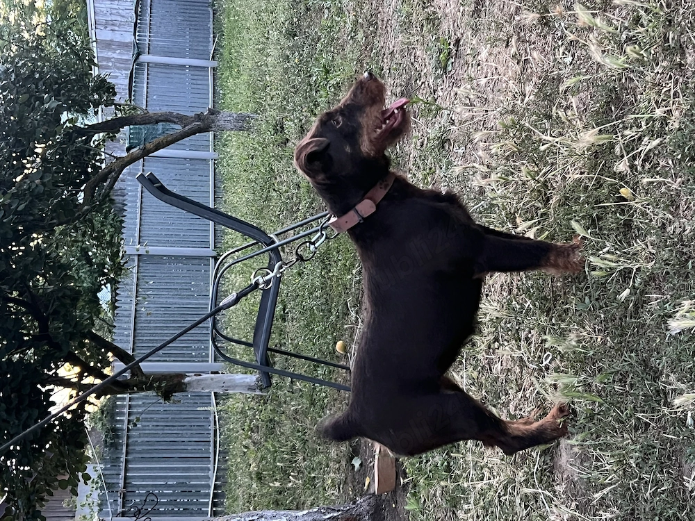 Femela Jagdterrier jagd terrier pedigree 