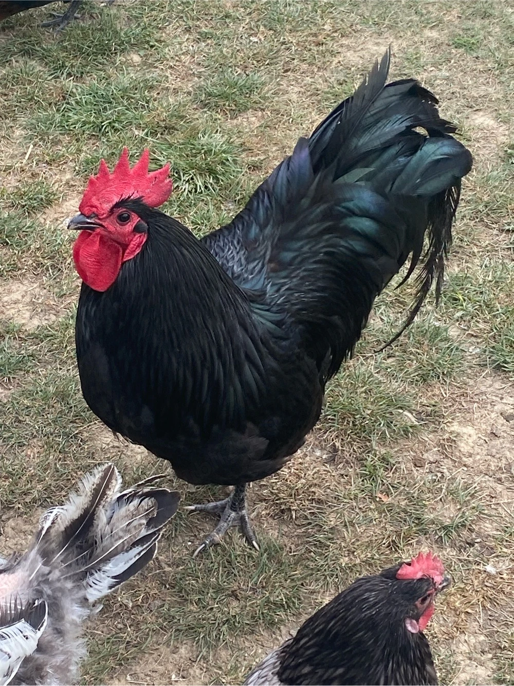 Cocosel cantaret si iubaret un an