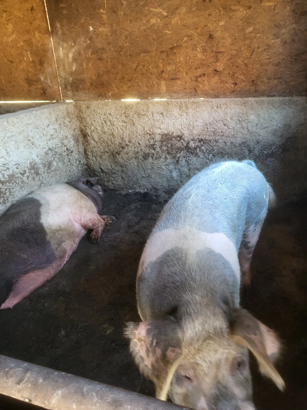 porci de vânzare 
