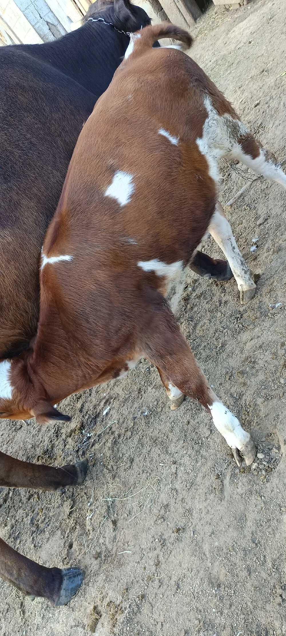 viței de vânzare 