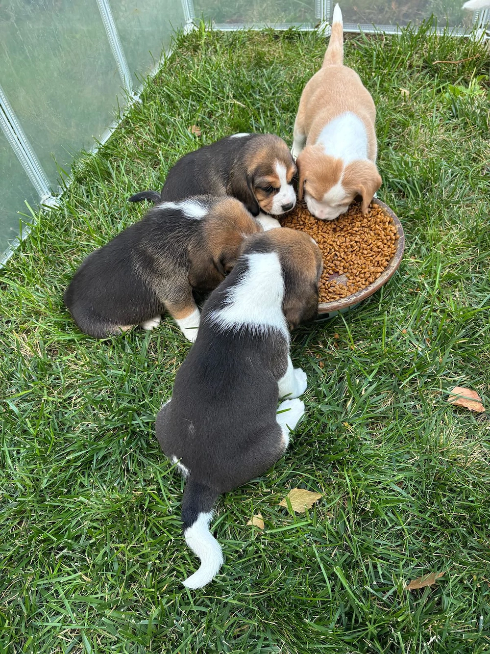 Beagels 2 cateluse si 2 catelusi adorabili si tare jucausi