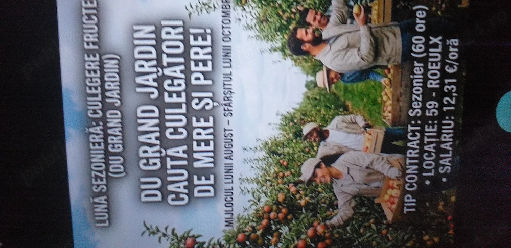 2 cupluri t la cules de mere  in livadă 