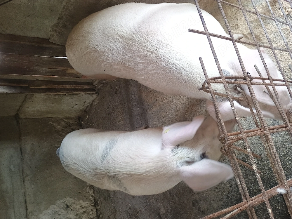 Vând un porc la alegere