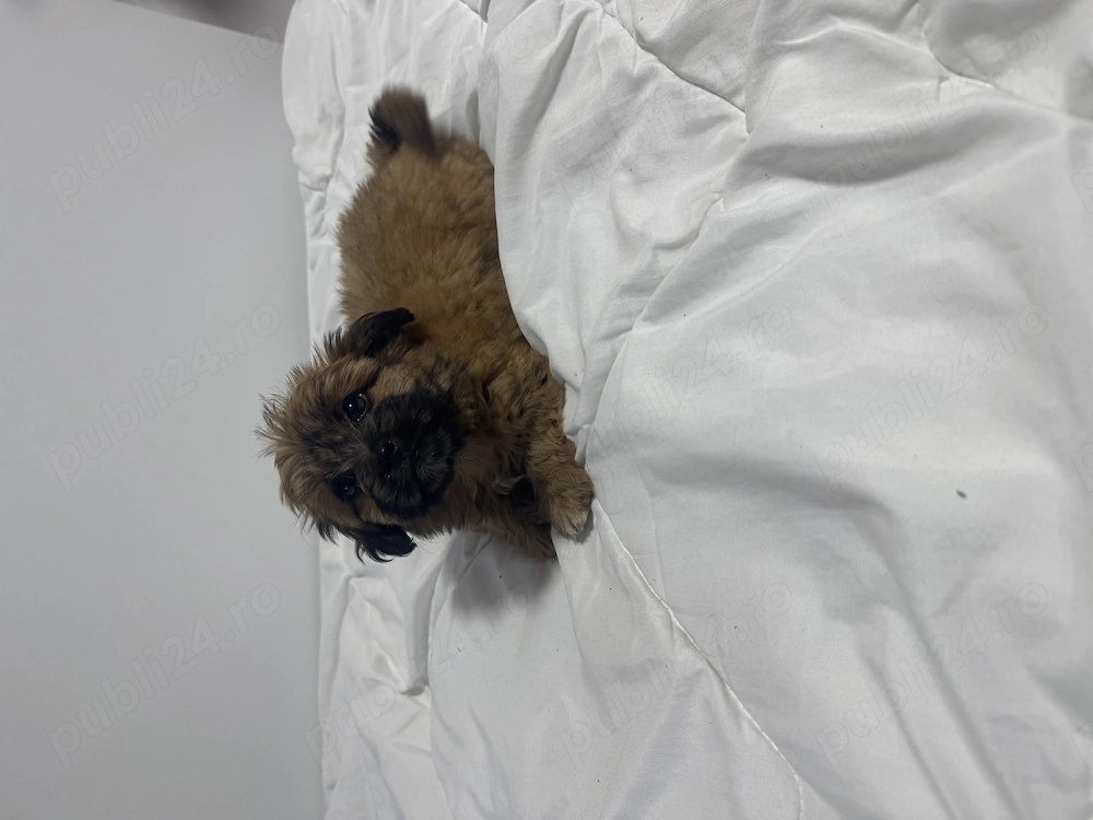 Câine bichon maltezi