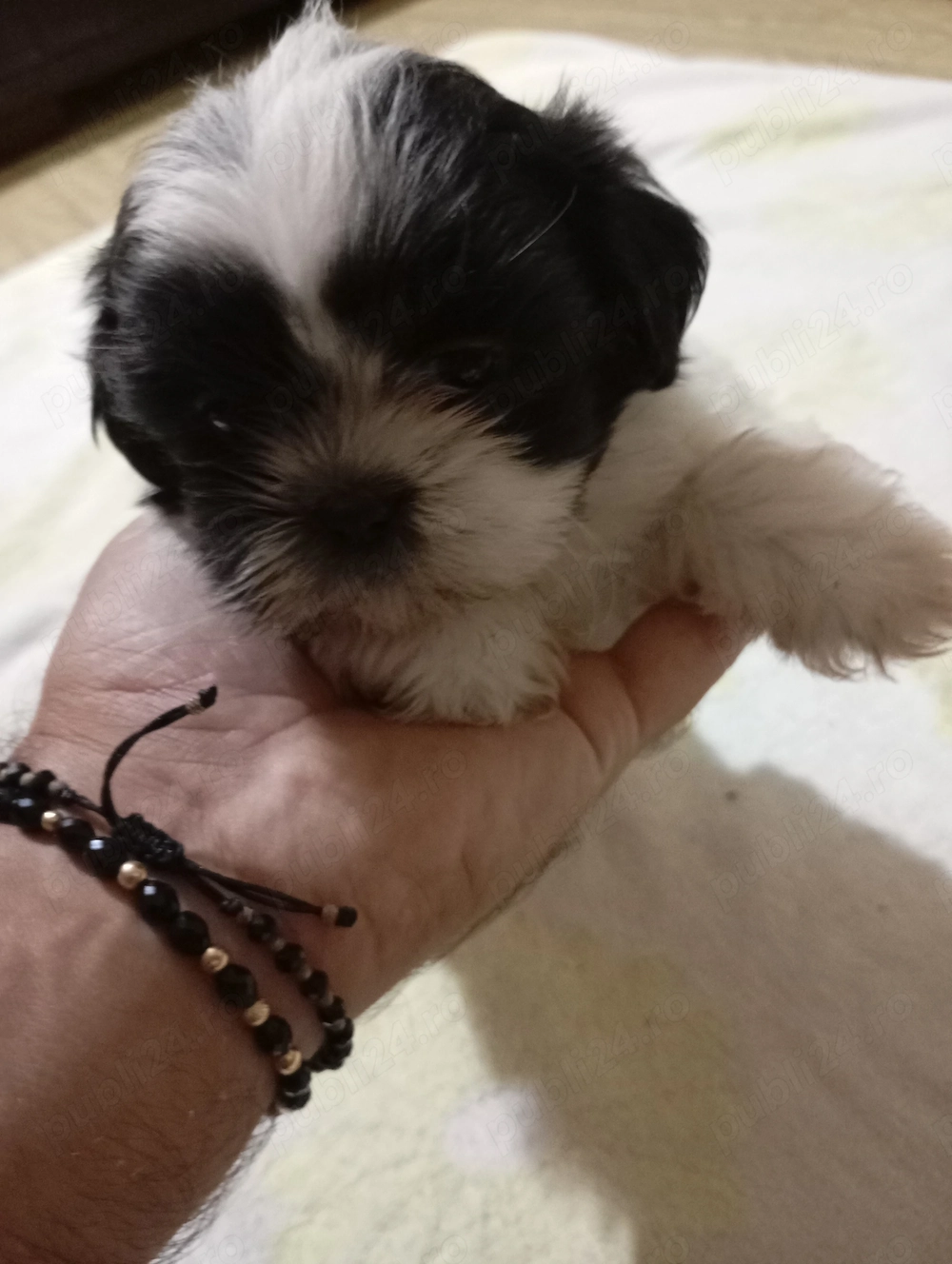 catelusi rasa shih tzu