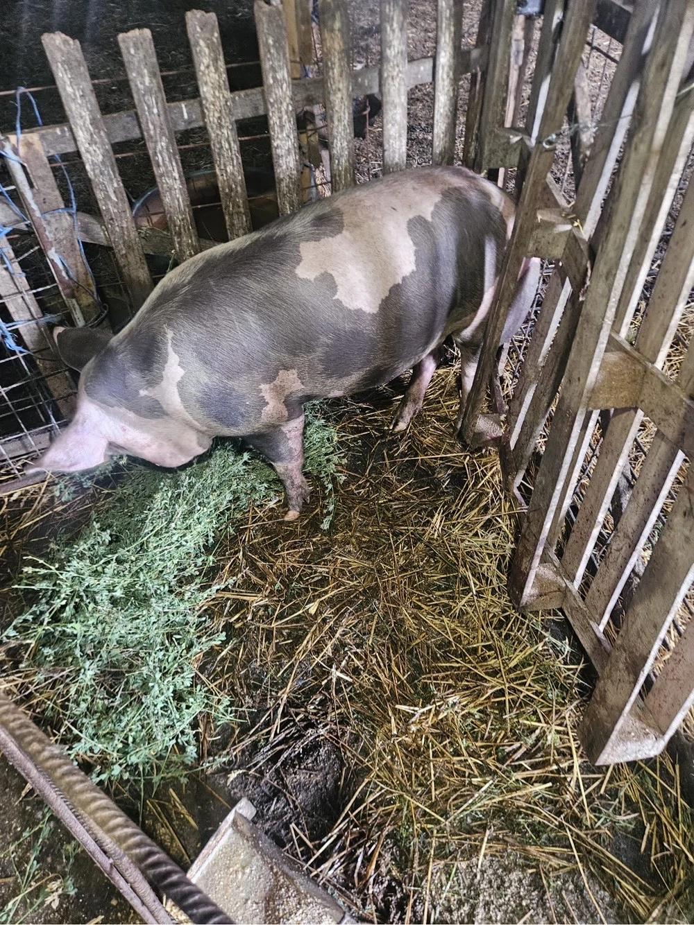 Vand porci