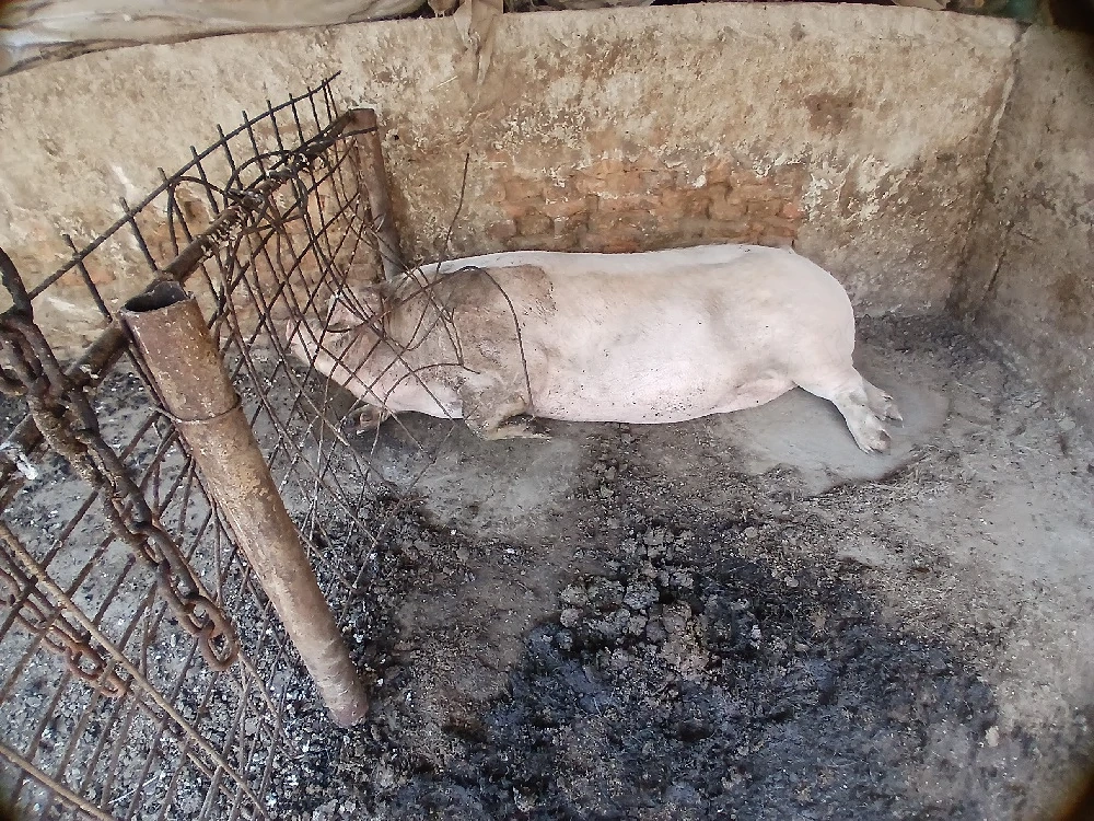 Porc pentru sacrificat