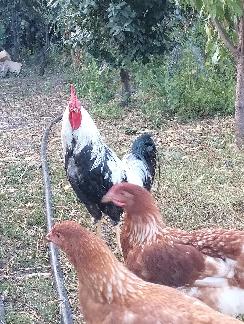 Cocos leghorn argintiu 
