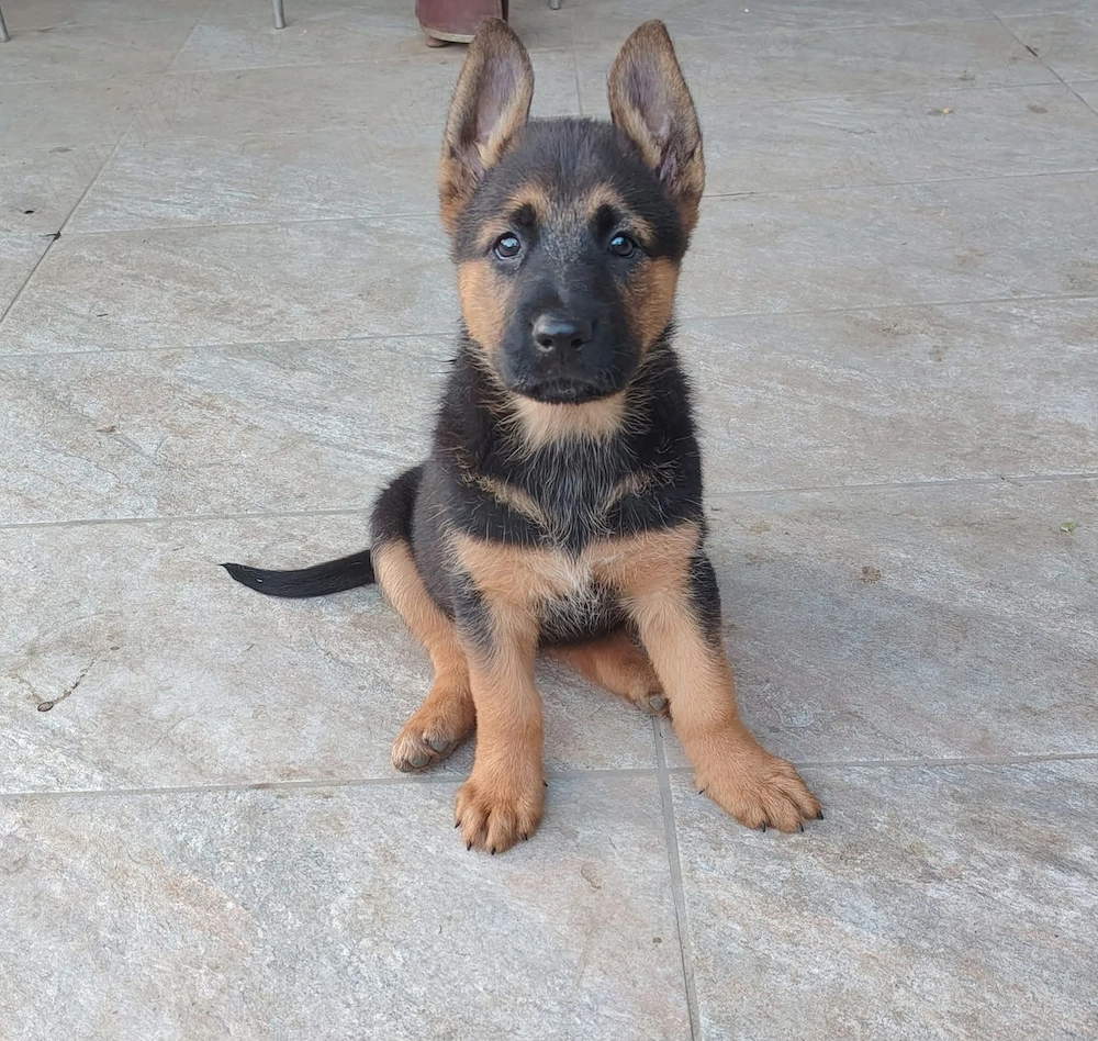 Pui Ciobănesc Malinois x Ciobănesc German