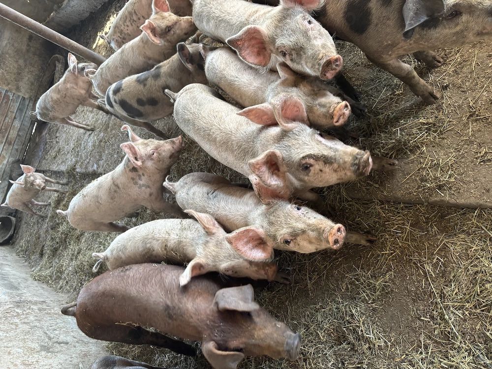 Vând porci de țară și de calitate preț negociabil 