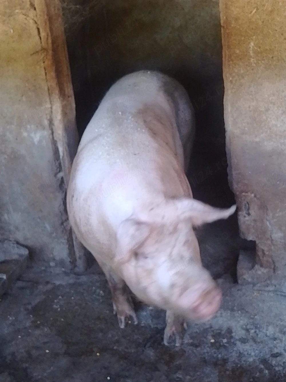 porci de vanzare 
