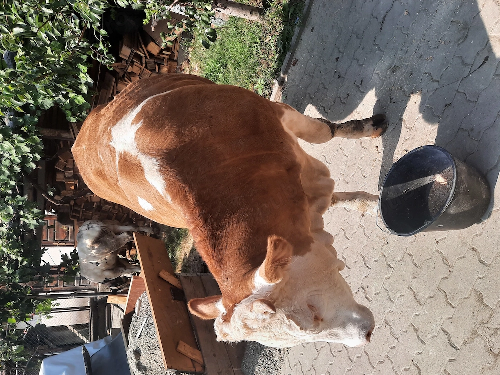Vând vitea Bălțata 