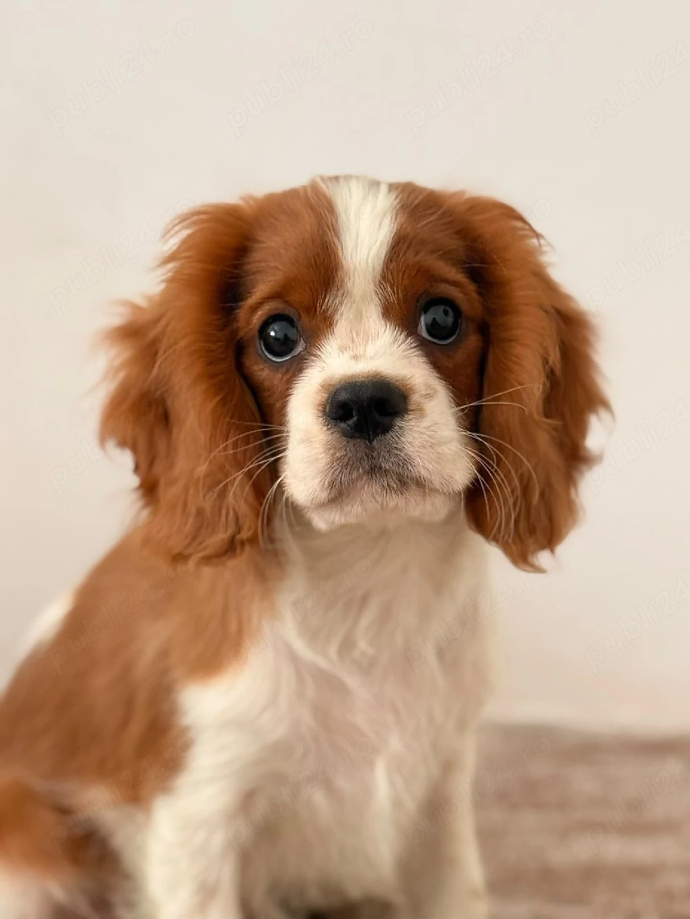 cavalier king charles baietel