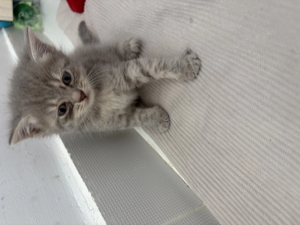  Puiuți de pisică adorabili, deparazitați   500 lei   Pitești