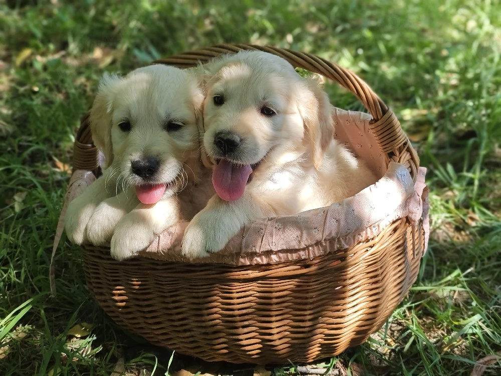 Pui Golden Retriever Fetițe și Băieți
