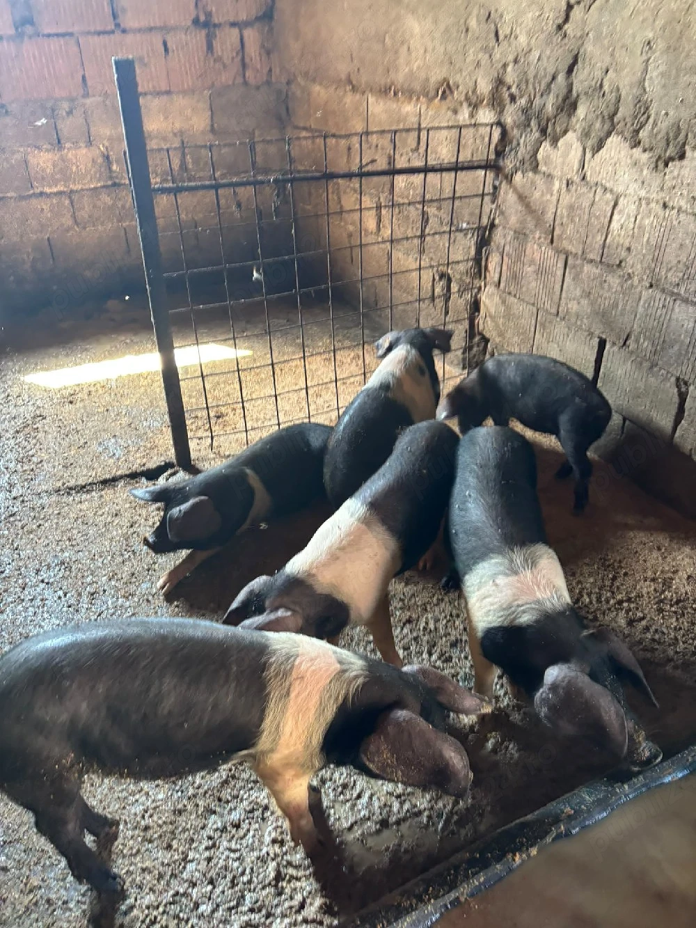 porci bazna