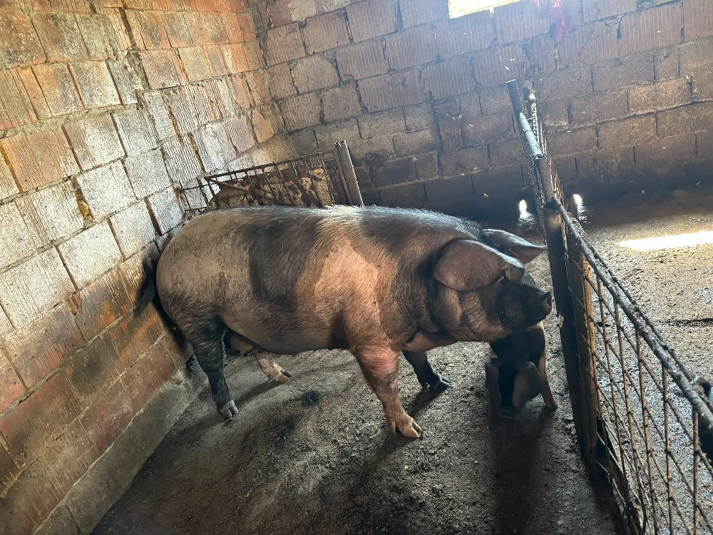 porc de vânzare bazna