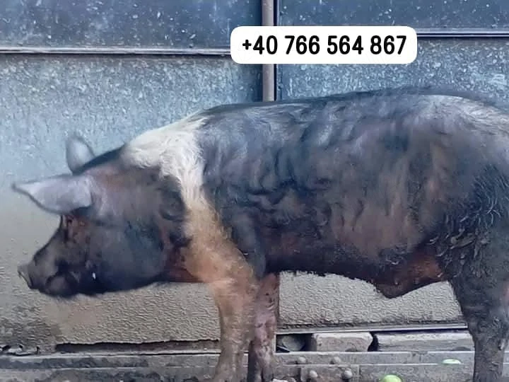 vând porc, scroafă cu purceii, si grăsune 