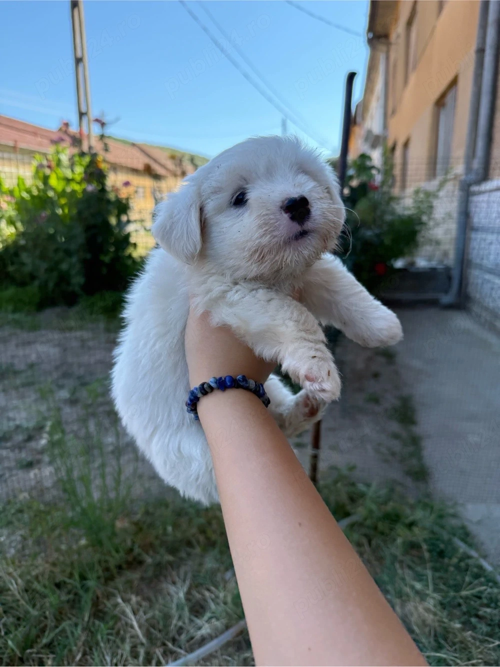 Bichon Maltez Mini Toy Mascul