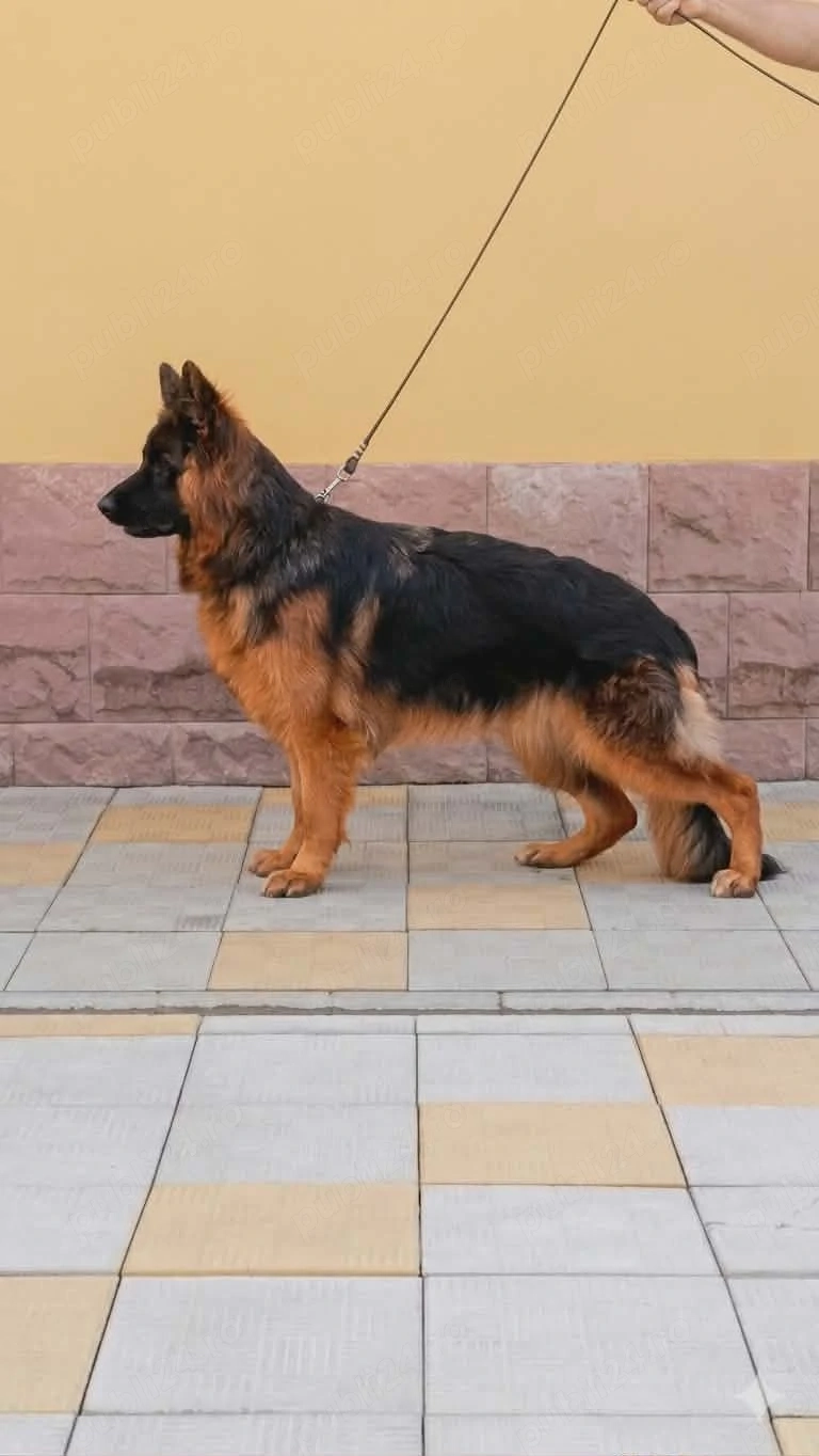 Ciobanesc German cu părul lung