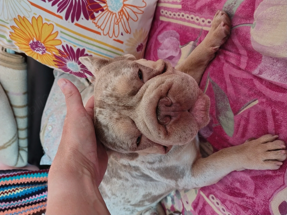 Buldog francez Izabela big rope