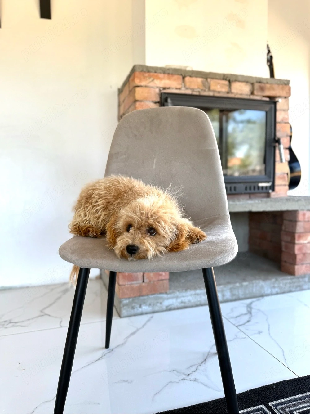 Maltipoo băiețel-5 luni, iubitor și jucăuș