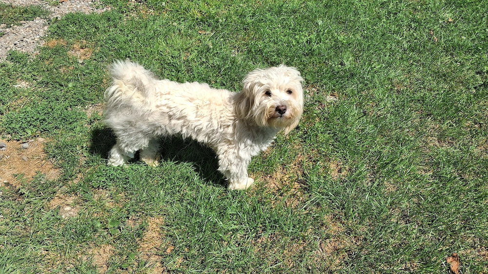 Bichon 4 ani, mascul