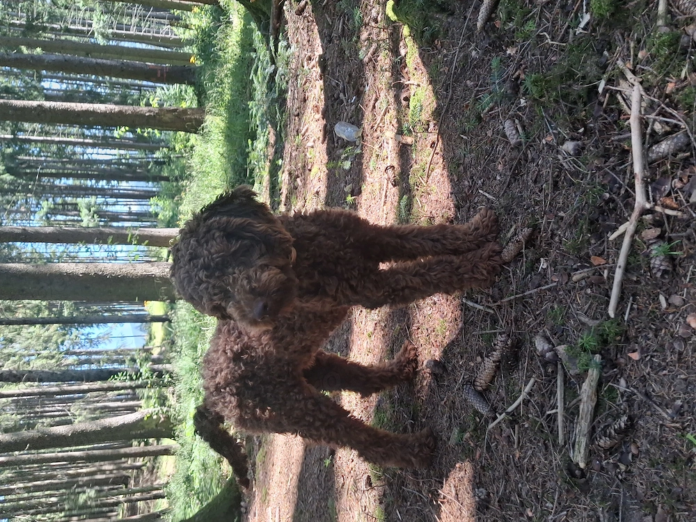 Cățel lagotto 6 luni