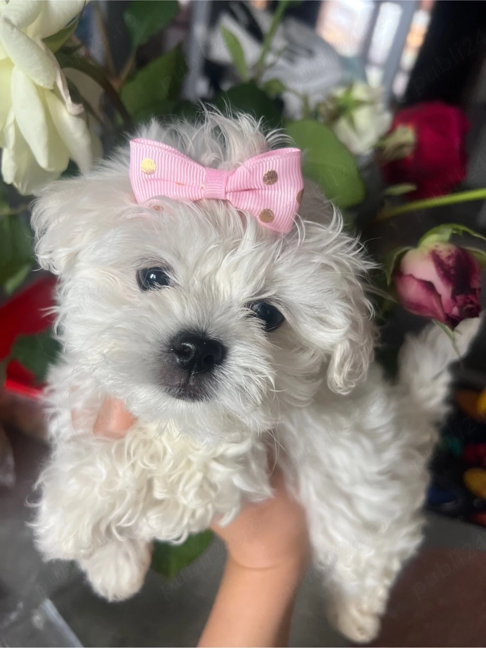 bichon cauta casuta,fetita!