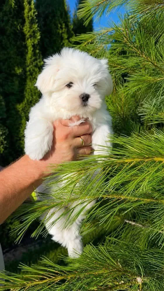 Bichon maltez mini toy  poze reale 