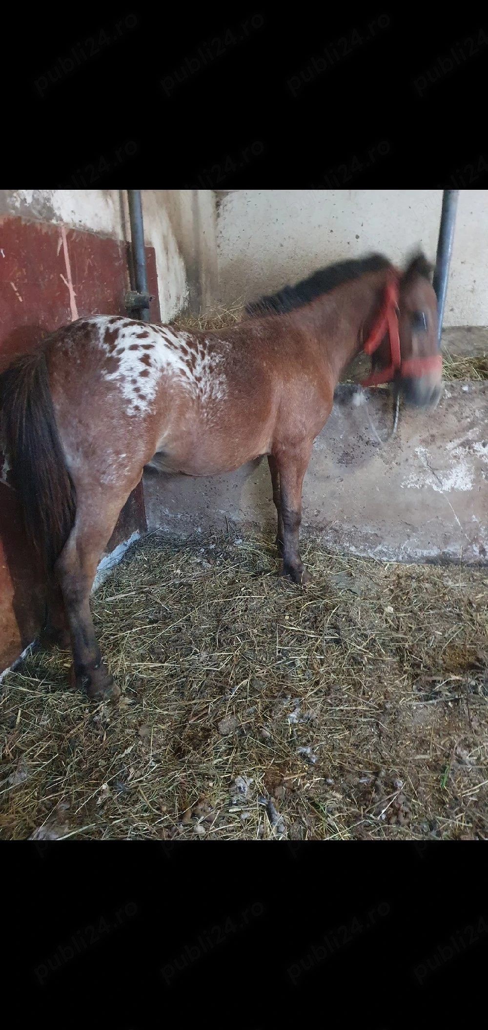 ponei de vanzare 
