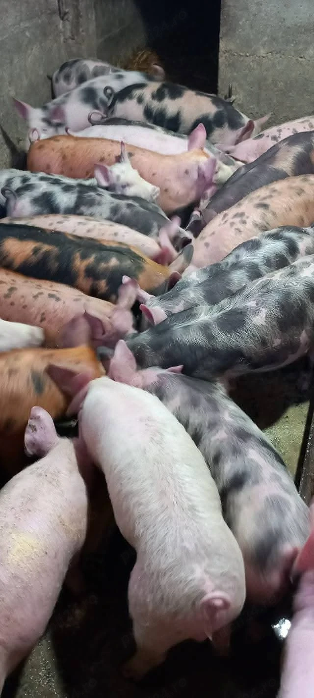 purceii de vanzare 8 săptămâni 