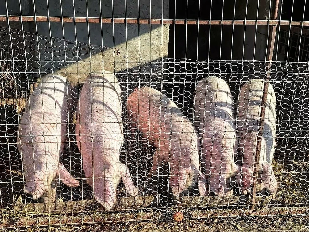 porci de carne