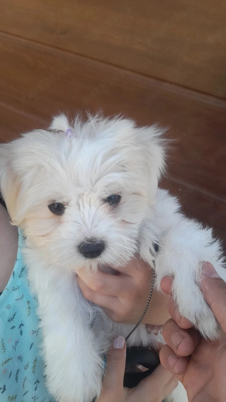 este jucăușă 