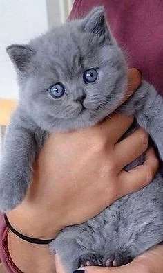 british shorthair si scottish fold cu pedigree 