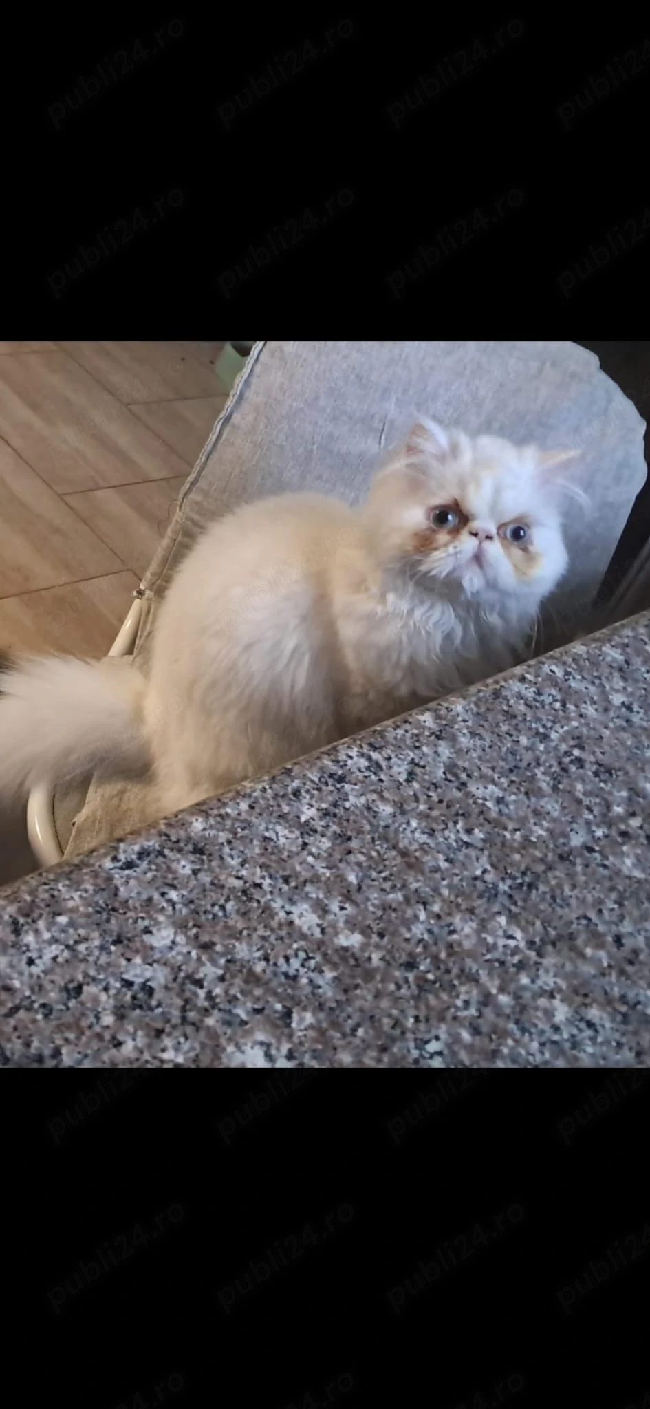 Pisicuța persană 