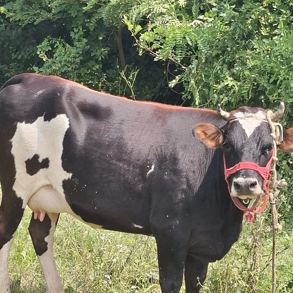 vand vaca junica gestanta in 9 luni pret 8500 de lei pret negociabil