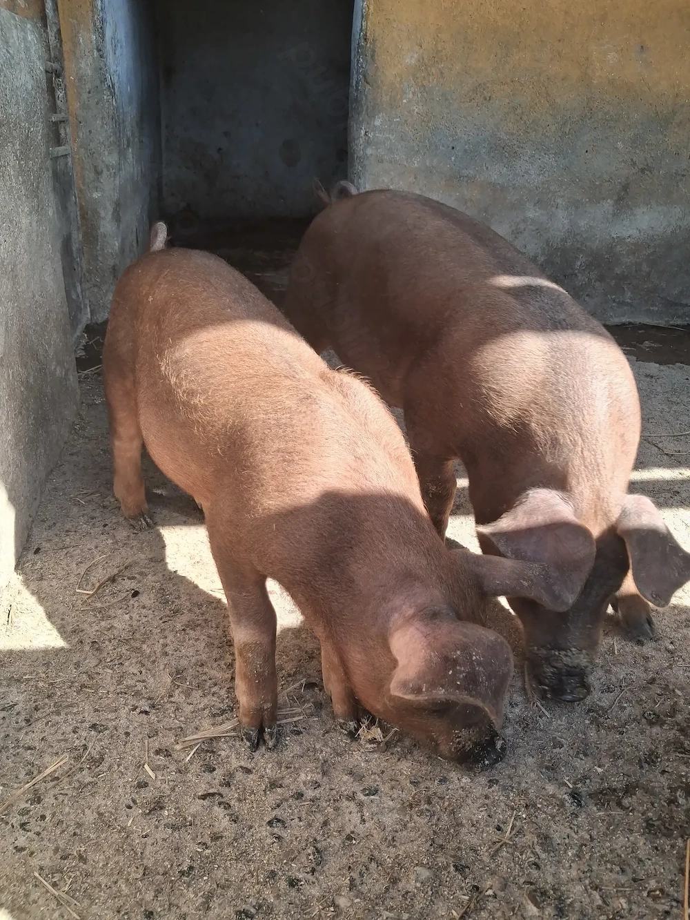 de vanzare 2 masculi curatati rasa duroc