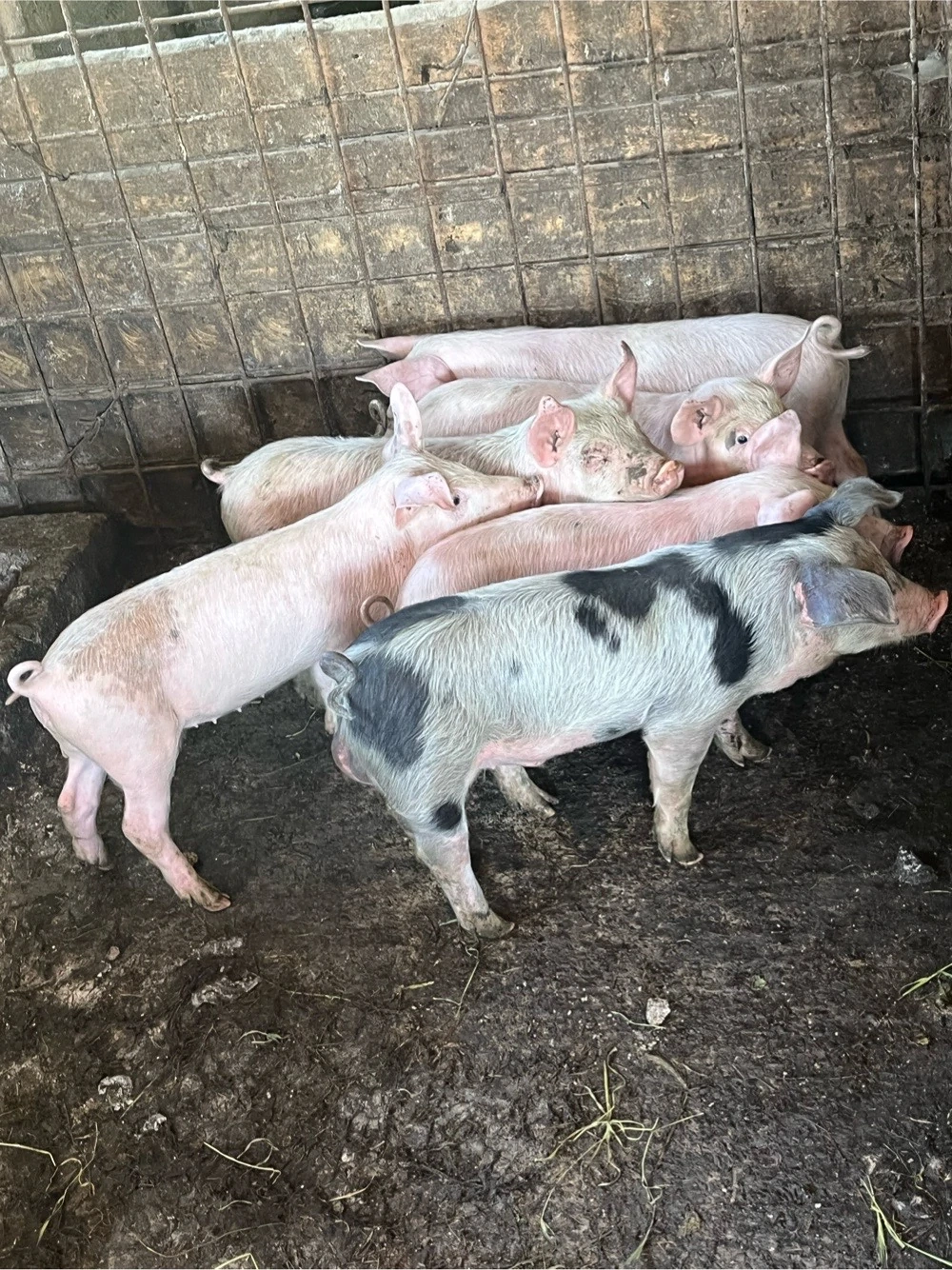 Porci de vanzare, mari si mici 
