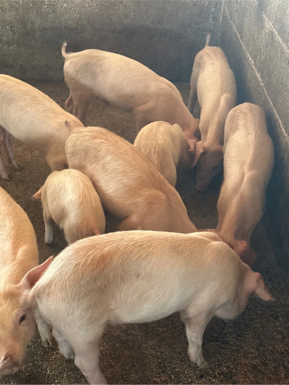 Purcei Duroc cu Landras 9 buc 