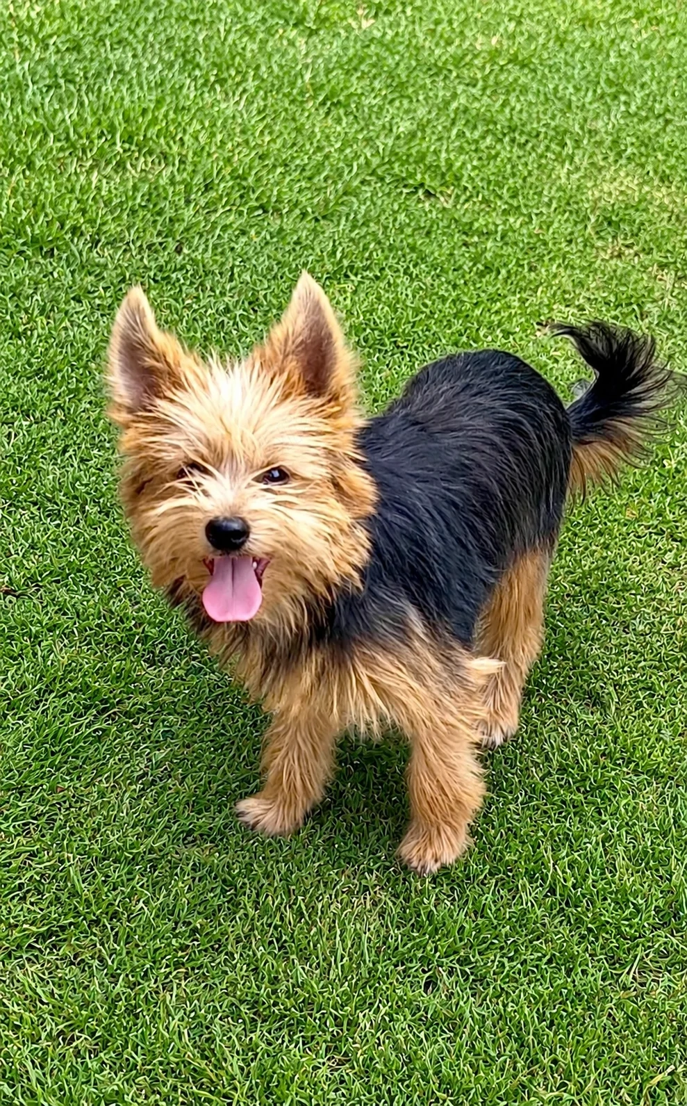 Yorkshire terrier 7 luni  